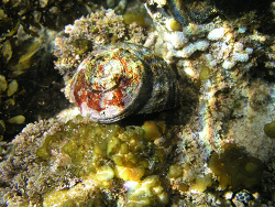 Lunella torquata 1, Sydney Or Heavy Turban Shell (Lunella torquata [syn Turbo torquatus]) in a rockpool at One Tree Point (Minnie Waters) on the north coast of NSW Australia. 2013