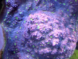 Echinophyllia Ssp. pink mit grünen Rand 