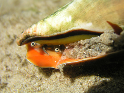 Conomurex luhuanus 1, Red-mouth Stromb or Strawberry Stromb (Conomurex luhuanus [syn Strombus luhuanus]) found in a sandy intertidal rockpool at One Tree Point (Minnie Waters) on the north coa