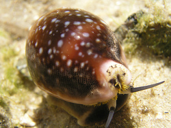 Lyncina vitellus 4, Australia 2013