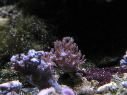 Anthelia sp. 01 thumbnail