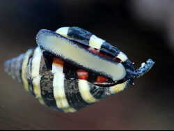 Engina mendicaria, Hummelschnecke (c) Muelly, 2018