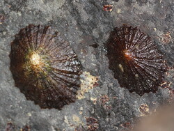 Patella crenata