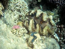 Tridacna costata