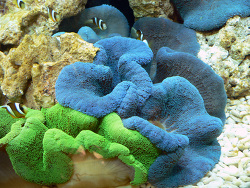 Stichodactyla haddoni