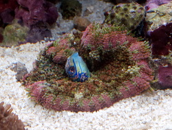 min max frisst Mandarinfisch