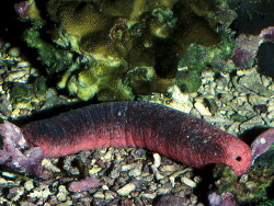 Holothuria edulis