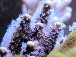 Heliopora coerulea thumbnail