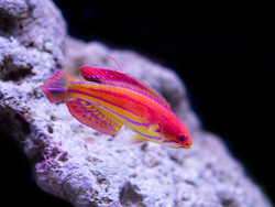 paracheilinus attenuatus