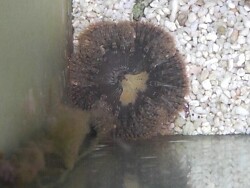 Cereus pedunculatus thumbnail