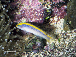 Pseudochromis flavivertex 