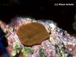Discosoma sp. 16 thumbnail