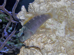 Ecsenius lividanalis 