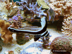 Equetus lanceolatus  