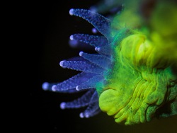 Caulastraea bei Nacht