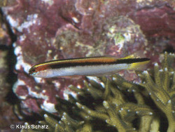 Trachinops taeniatus