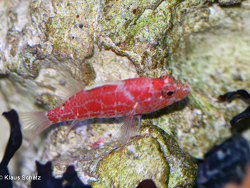 Plectranthias inermis