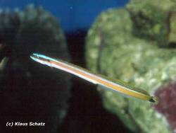 Gunnellichthys curiosus thumbnail