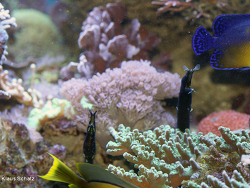 Rhinomuraena quaesita