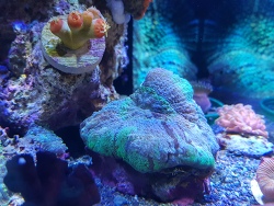 Echinomorpha nishihirai