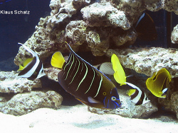 Pomacanthus chrysurus