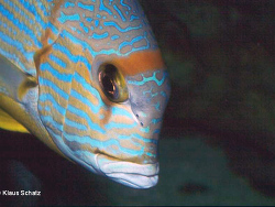 Symphorichthys spilurus