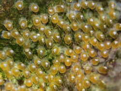 Eggs Amphiprion ocellaris mocha, (c) Muelly, 2019