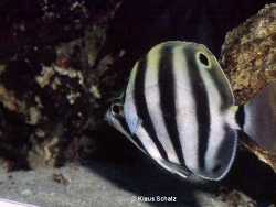 Tilodon sexfasciatus