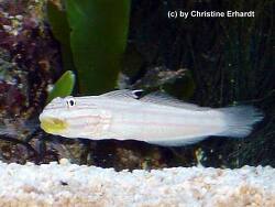 Valenciennea muralis thumbnail