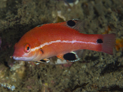 Foto: Santa Catalina Island, Kalifornien, USA