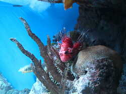 Afrikanischer Feuerfisch - Pterois mombasae - Mombasa lionfish, New England Aquarium, Boston 2019 (C) Muelly