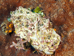 Mycale (Mycale) vansoesti,Selayar, Sulawesi, eingestellt von  BioTaucher in Was ist das am 02.10.19