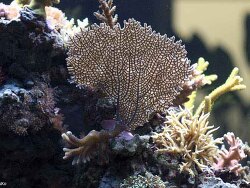 Gorgonia ventalina - Karibischer Fächer