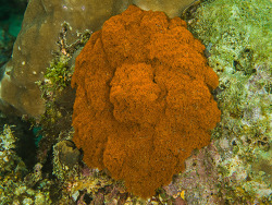 Feueranemone, Phyllodiscus semoni
