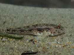 Foto: Aliosman Bay/ Fethiye, Türkei, Mittelmeer