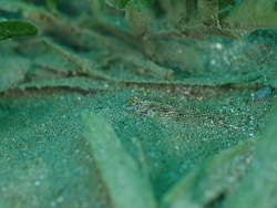 Foto: Aliosman Bay/ Fethiye, Türkei, Mittelmeer