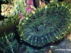 Rhodactis inchoata thumbnail