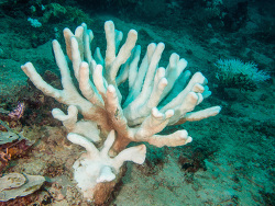 Isopora (Acropora) palifera - Korallenbleiche