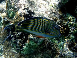 Blaustreifen-Doktorfisch