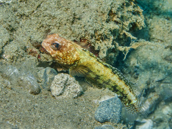 Gefleckter Brunnenbauer, Opistognathus latitabundus