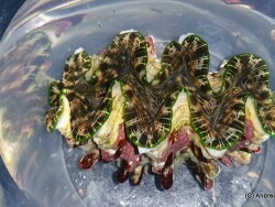 Tridacna squamosina (costata)