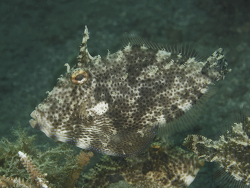 Weissstreifen-Feilenfisch, Paramonacanthus choirocephalus