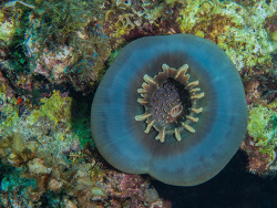 Elefantenohr-Anemone, Amplexidiscus fenestrafer