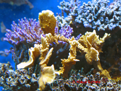 Millepora alcicornis thumbnail
