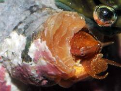 Dendropoma sp. - Wurmschnecke - Copyright bei Olie , www.panzerwelten.de