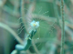 Ralpharia gorgoniae  - Solitärer Gorgonien Hydroid