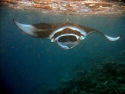 Copyright by Aitsch-Pi