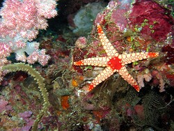 Fromia monilis thumbnail