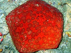 Culcita novaeguineae, Copyright by Aitsch-Pi