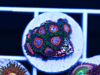 Generic placeholder thumbnail